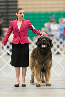 Dog Show Evaluate Payment Gateways On Price, Security, and UI.