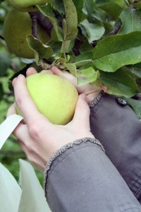 WordPress Marketing - Low Hanging Fruit
