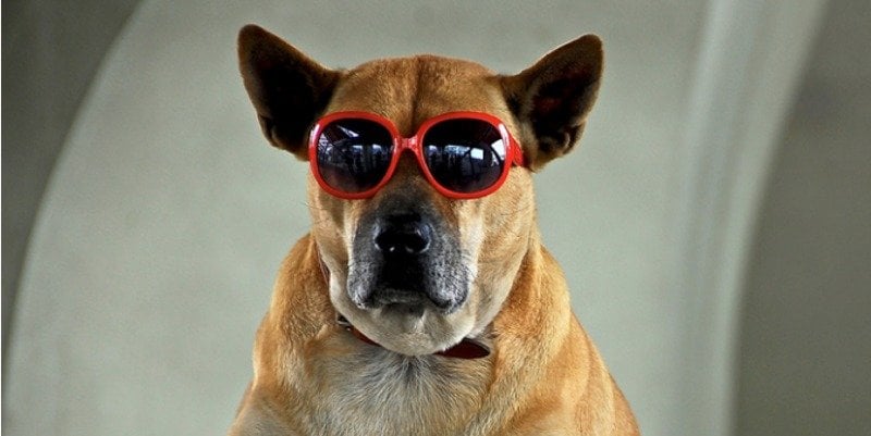 cool-dog Post image