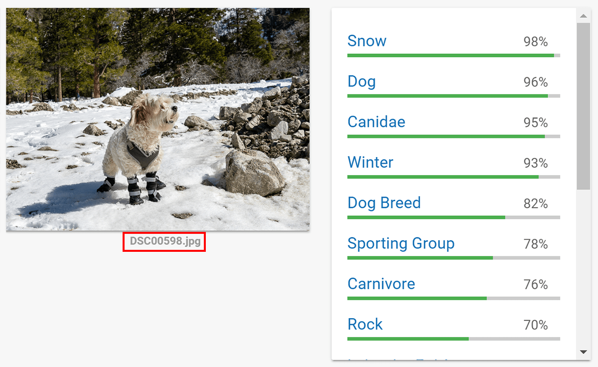 Photo of dog in snow, keyword guesses